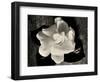 Gardenia Bloom-Amy Melious-Framed Art Print