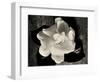 Gardenia Bloom-Amy Melious-Framed Art Print