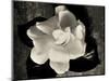 Gardenia Bloom-Amy Melious-Mounted Art Print