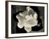 Gardenia Bloom-Amy Melious-Framed Art Print