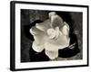 Gardenia Bloom-Amy Melious-Framed Art Print