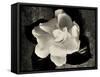 Gardenia Bloom-Amy Melious-Framed Stretched Canvas