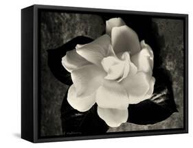 Gardenia Bloom-Amy Melious-Framed Stretched Canvas