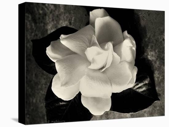 Gardenia Bloom-Amy Melious-Stretched Canvas