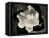 Gardenia Bloom-Amy Melious-Framed Stretched Canvas