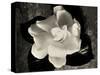 Gardenia Bloom-Amy Melious-Stretched Canvas