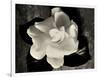 Gardenia Bloom-Amy Melious-Framed Art Print