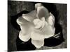 Gardenia Bloom-Amy Melious-Mounted Art Print