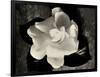 Gardenia Bloom-Amy Melious-Framed Art Print