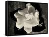 Gardenia Bloom-Amy Melious-Framed Stretched Canvas