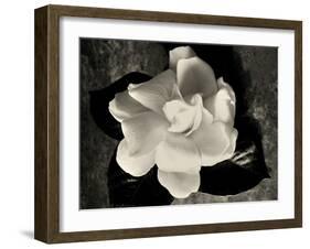 Gardenia Bloom-Amy Melious-Framed Art Print