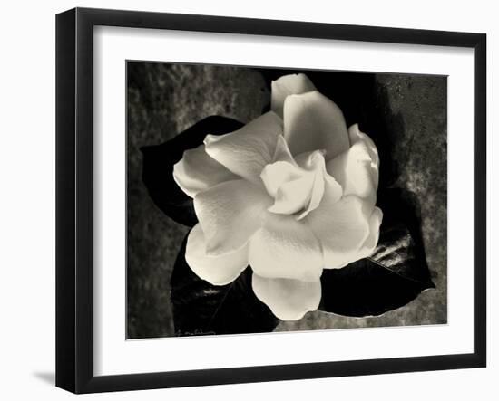 Gardenia Bloom-Amy Melious-Framed Art Print