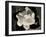 Gardenia Bloom-Amy Melious-Framed Art Print