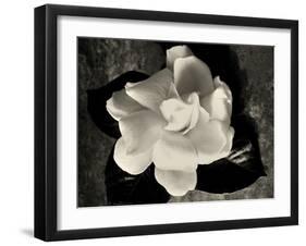 Gardenia Bloom-Amy Melious-Framed Art Print