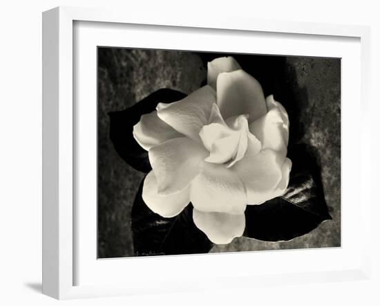 Gardenia Bloom-Amy Melious-Framed Art Print