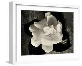 Gardenia Bloom-Amy Melious-Framed Art Print