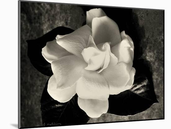 Gardenia Bloom-Amy Melious-Mounted Art Print
