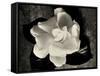 Gardenia Bloom-Amy Melious-Framed Stretched Canvas