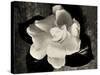 Gardenia Bloom-Amy Melious-Stretched Canvas