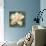 Gardenia Blossom Turquoise-Albena Hristova-Stretched Canvas displayed on a wall