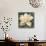 Gardenia Blossom Turquoise-Albena Hristova-Stretched Canvas displayed on a wall