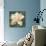 Gardenia Blossom Turquoise-Albena Hristova-Mounted Art Print displayed on a wall