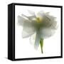 Gardenia Float-Julia McLemore-Framed Stretched Canvas