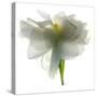 Gardenia Float-Julia McLemore-Stretched Canvas