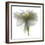 Gardenia Float-Julia McLemore-Framed Photographic Print