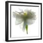 Gardenia Float-Julia McLemore-Framed Photographic Print