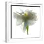 Gardenia Float-Julia McLemore-Framed Photographic Print