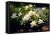 Gardenia Flower Field-Vivienne Dupont-Framed Stretched Canvas
