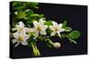 Gardenia Flower on Black-crystalfoto-Stretched Canvas