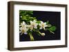 Gardenia Flower on Black-crystalfoto-Framed Photographic Print