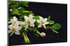 Gardenia Flower on Black-crystalfoto-Mounted Photographic Print