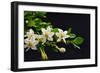 Gardenia Flower on Black-crystalfoto-Framed Photographic Print