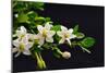 Gardenia Flower on Black-crystalfoto-Mounted Photographic Print