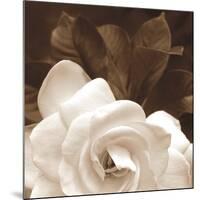 Gardenia Garden-Rebecca Swanson-Mounted Photographic Print