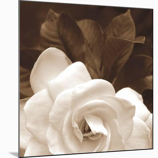 Gardenia Garden-Rebecca Swanson-Mounted Photographic Print