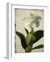 Gardenia Grunge I-Honey Malek-Framed Art Print