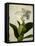 Gardenia Grunge I-Honey Malek-Framed Stretched Canvas