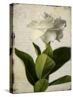 Gardenia Grunge I-Honey Malek-Stretched Canvas