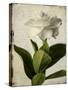 Gardenia Grunge I-Honey Malek-Stretched Canvas