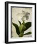 Gardenia Grunge I-Honey Malek-Framed Art Print