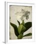 Gardenia Grunge I-Honey Malek-Framed Art Print