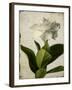 Gardenia Grunge I-Honey Malek-Framed Art Print