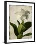 Gardenia Grunge I-Honey Malek-Framed Art Print