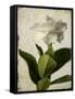 Gardenia Grunge I-Honey Malek-Framed Stretched Canvas