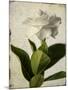 Gardenia Grunge I-Honey Malek-Mounted Art Print