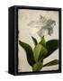 Gardenia Grunge I-Honey Malek-Framed Stretched Canvas